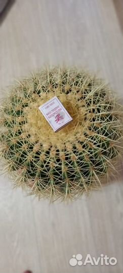 Большой кактус