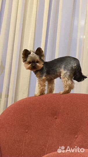 Собаки вязка