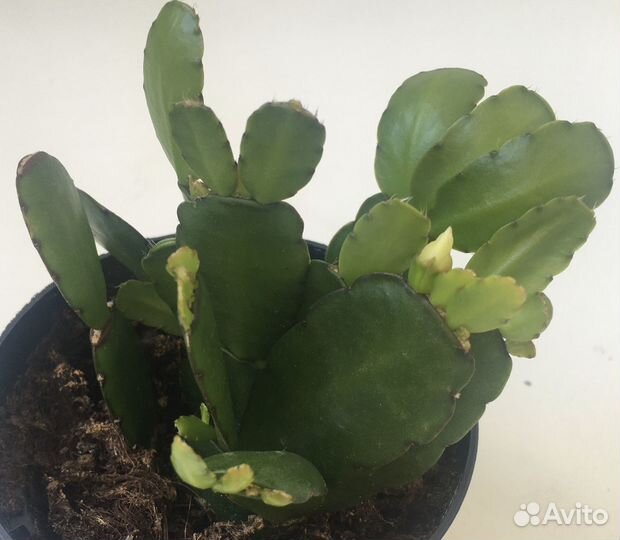 Декабрист Рипсалидопсис зацветает