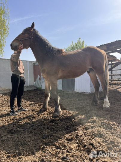 Продам, лошадей и крс