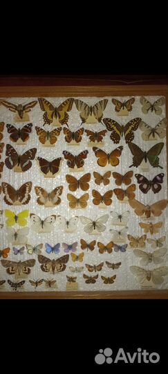 Энтомологическая коллекция бабочек