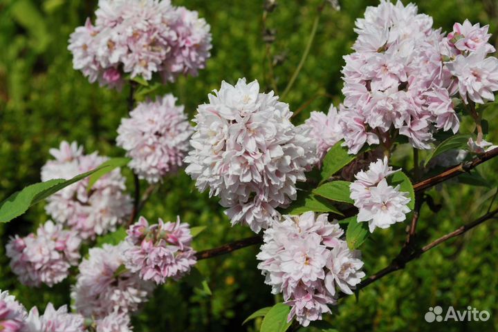 Кустарник Дейция pink pom pom