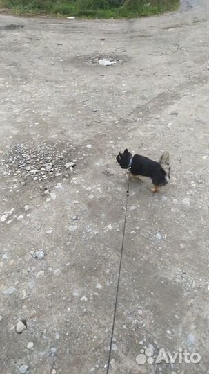 Вязка Чихуахуа кобель, чёрный