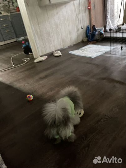 Померанский шпиц медвежьего типа