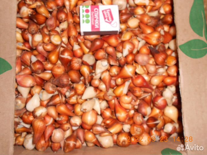 Продам луковицы тюльпанов, мелкая выборка