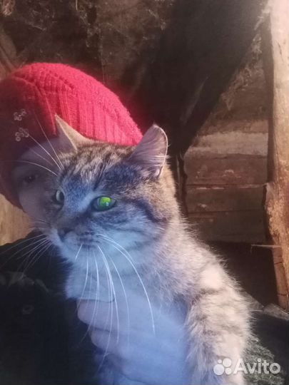 Кошки в добрые руки бесплатно