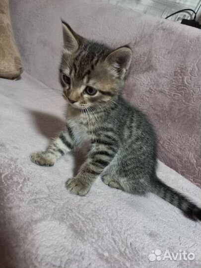 Кошки в добрые руки