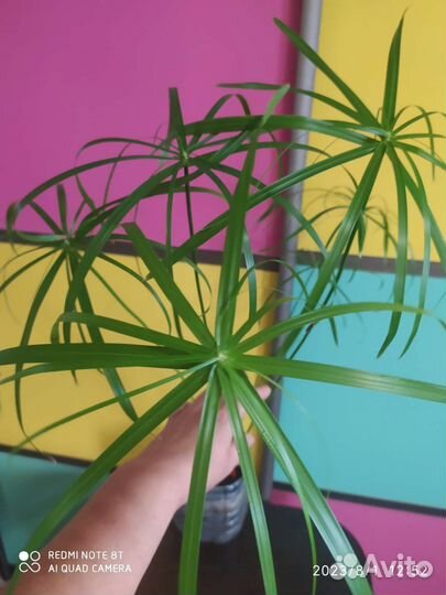 Циперус или болотная Пальма, 2года