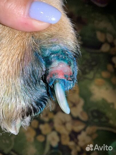 Ветеринарные услуги