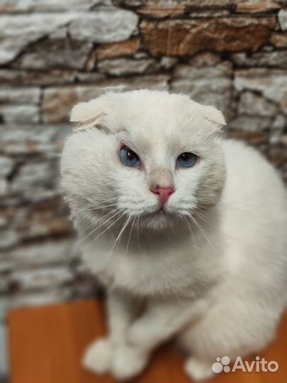 Отдам кота в добрые руки