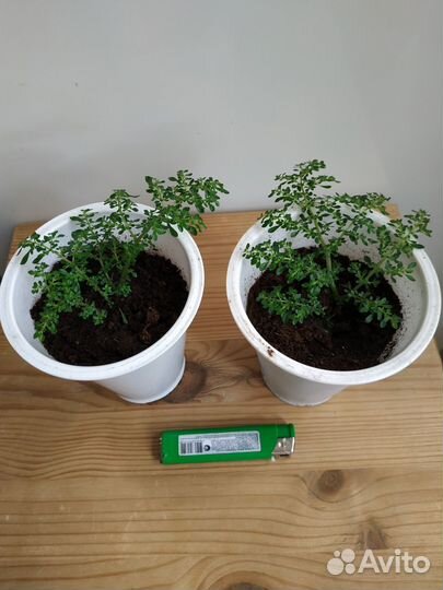 Плектрантус, Пилея