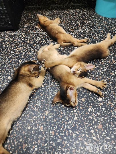 Абиссинская