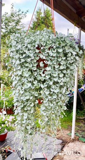 Дихондра Серебристый водопад и Изумрудный водопад