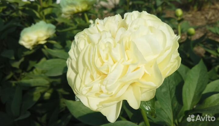 Пион Дабл Френд, саженцы