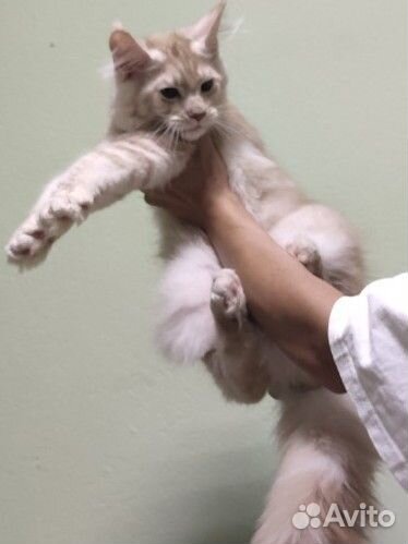 Питомник предлагает Мейн-кун девочка (котенок)