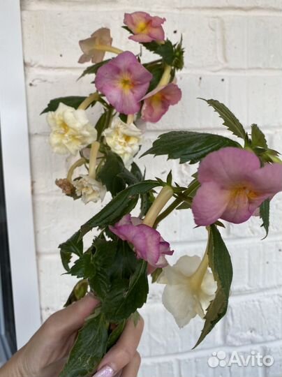 Пеларгонии,плектрантус,ахименес