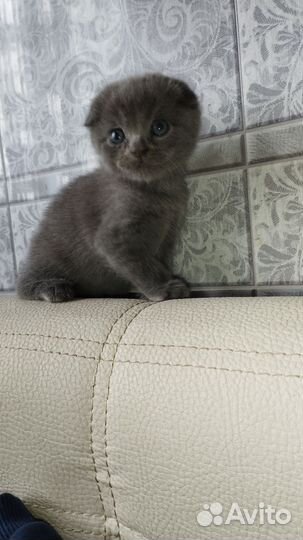 Шотландская