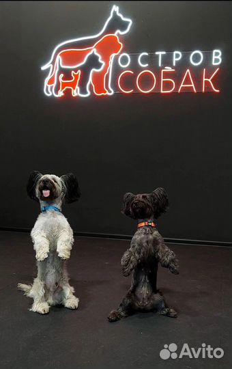 Дрессировка и воспитание собак