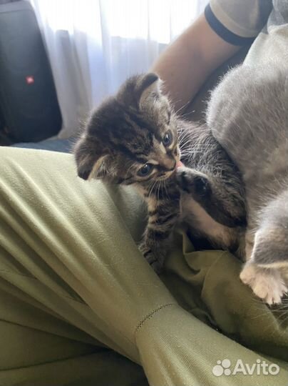 Котята дворянской породы