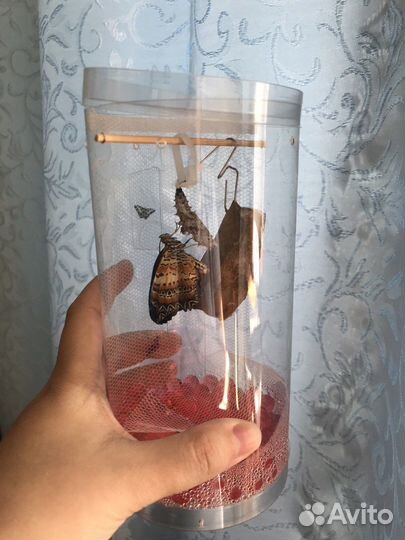 Ферма бабочек