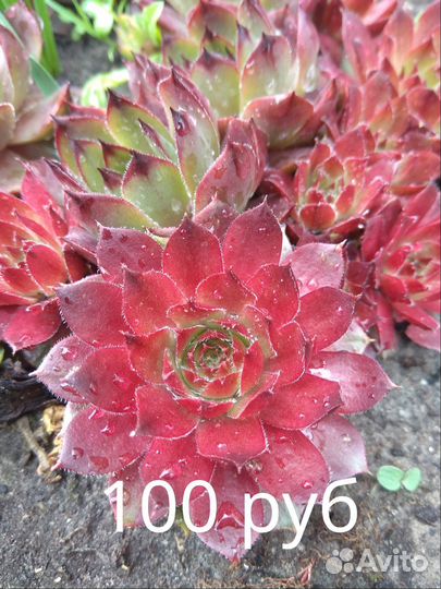 Каменная роза