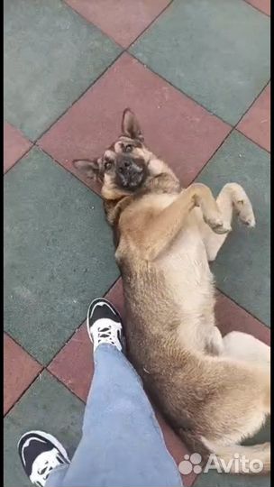 Немецка овчарка Айк