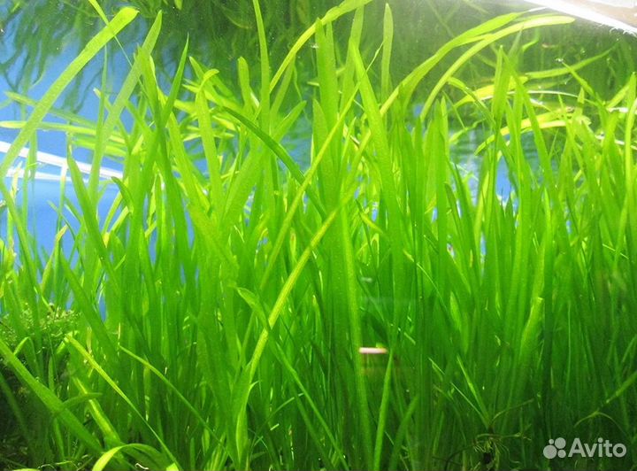 Валлиснерия, высокие растения в аквариум