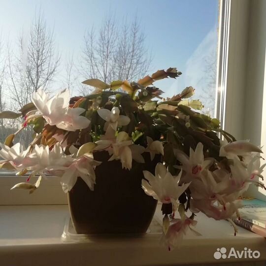 Цветок