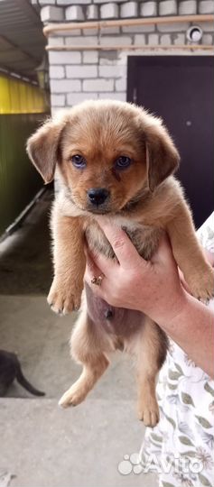 Щенок в добрые руки бесплатно