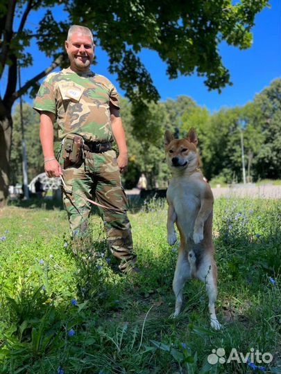 Вязка Шиба сиба Ину