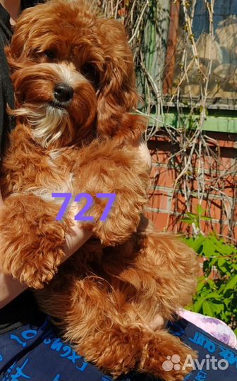 Аренда собаки породы Кавапу для фото/видео съёмок