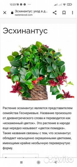 Комнатный цветок Эсхинантус