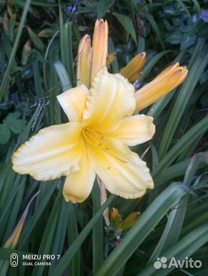 Лилейники сортовые