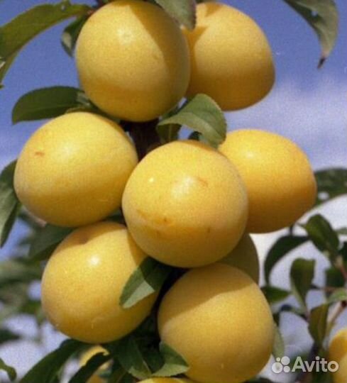 Саженцы: Алыча. Слива. Слива Колоновидная