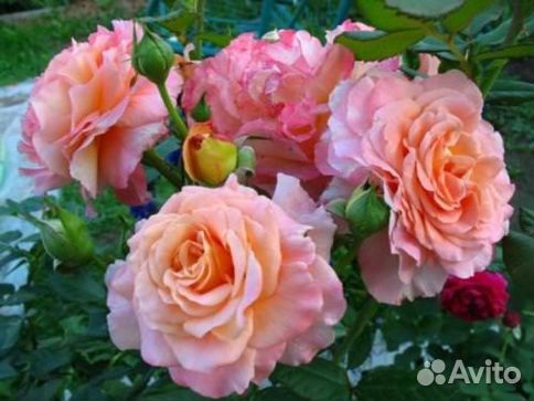 Роза Августа Луиза (Augusta Luise)