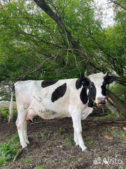 Корова дойная
