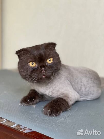 Стрижка, экспресс линька для кошек и котиков