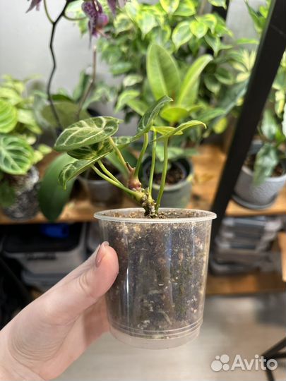 Антуриум сильвер блаш