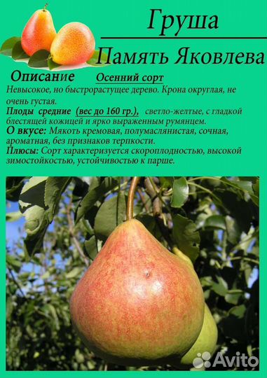 Груша Память Яковлева