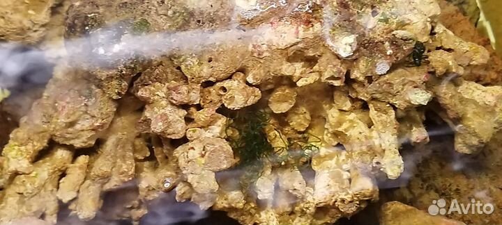 Актинии.морские звёзды, живые камни