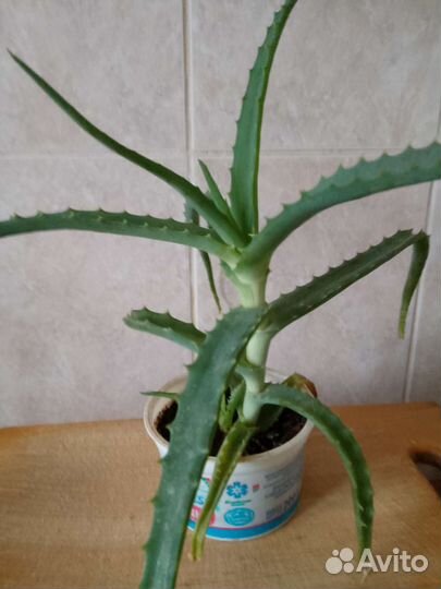 Алоэ столетник