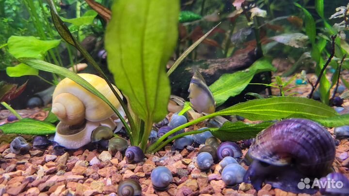 Улитки аквариумные ампулярии