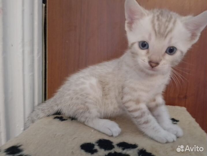 Бенгальские котята