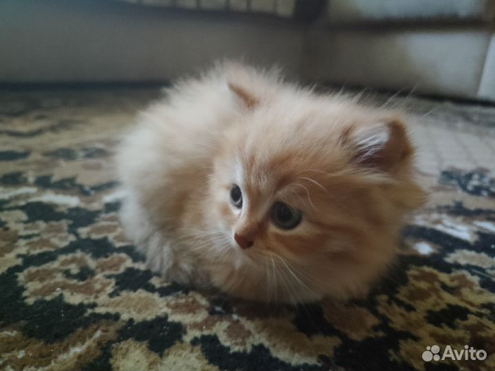 Котик отдам