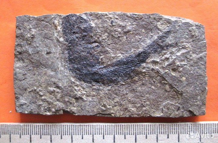 Ископаемая рыба. Отпечаток. Девонский период