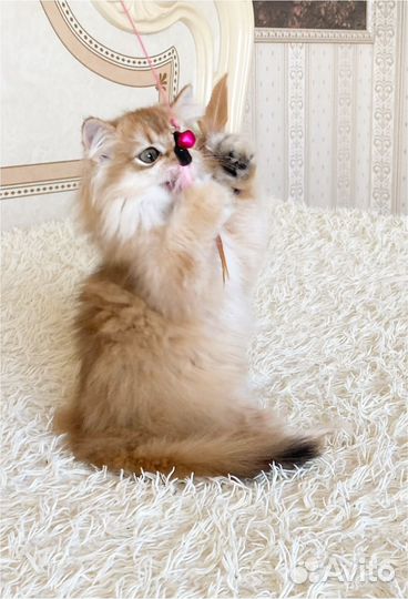 Длинношерстная золотая шиншилла