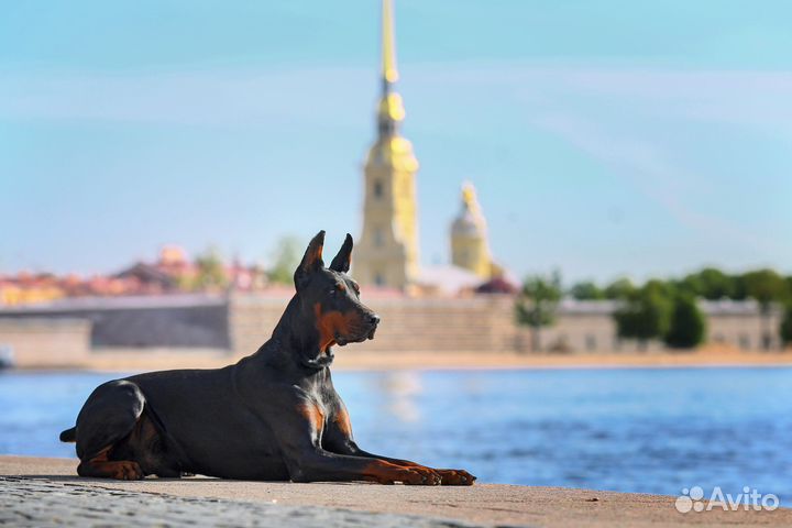 Фотосессия с доберманом