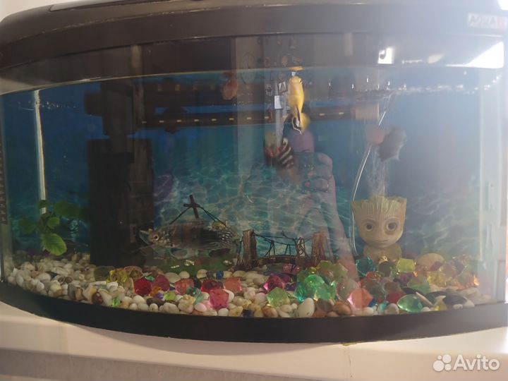 Аквариум с рыбками