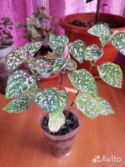 Гипоэстес розовый и красный