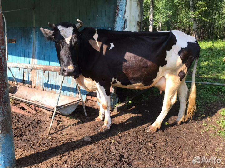 Корова голштинской породы
